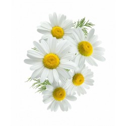 Hartie igienica, in 3 straturi, 10 role/pachet, SANO PAPER TOILET OPTIMA  Hartie igienica, in 3 straturi, 10 role/pachet, SANO PAPER TOILET OPTIMA