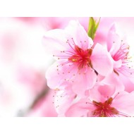 Balsam de rufe ultra concentrat Sano Maxima JOY, 1L (40sp) Balsam de rufe ultra concentrat Sano Maxima JOY, 1L (40sp)