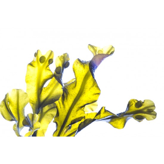 Keff săpun lichid pentru mâini SeaWeed 500 ml