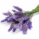 Keff săpun lichid pentru mâini Jasmin & Lavender 500 ml Keff săpun lichid pentru mâini Jasmin & Lavender 500 ml
