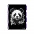 Caiet cu spirala si separatoare, STRIGO PADS Project Book PANDA, B5, Matematica, PADS025