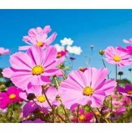 Odorizant Tork Floral Odorizant Tork Floral